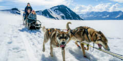 Glacier Dog Sledding with Alaska Helicopter Tours