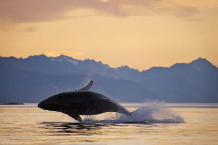 Dolphin Jet Boat Tours