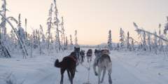 Alaska Mushing School