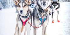 Black Spruce Dog Sledding