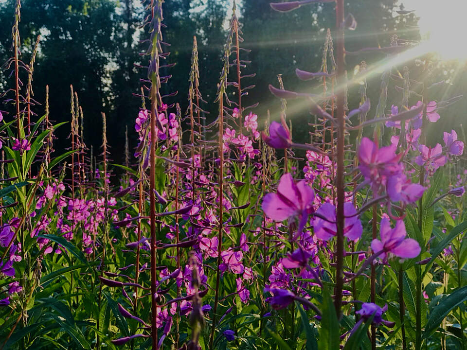 Fireweed illuminated by sunlight in Fairbanks
