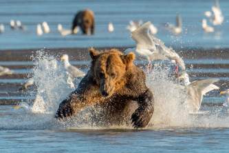 Alaska bear camp Alaska org Bearcamp Cathy Hart Photography great alaska bear camp