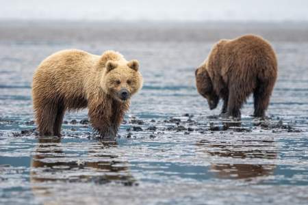 Alaska Bear Camp 6-Day Adventure
