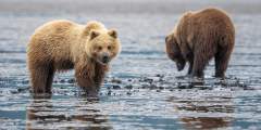 Alaska Bear Camp 6-Day Adventure
