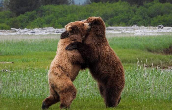 Alaska Bear Viewing Tours Jaime Hammond 3