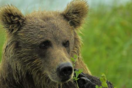 Alaska bear viewing tourschinitna bay becky lichenstein 5