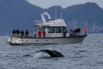 Alaska saltwater lodging Steller Explorer with humpback alaska saltwater lodging