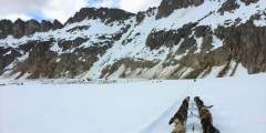 TEMSCO Mendenhall Dog Sledding
