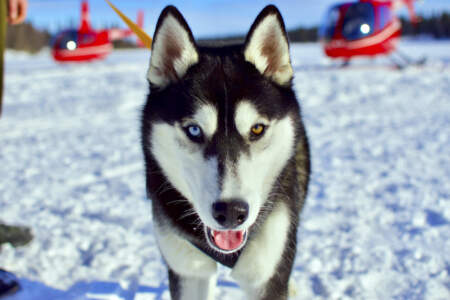 Alpine Air Alaska - Girdwood Glacier Dogsledding
