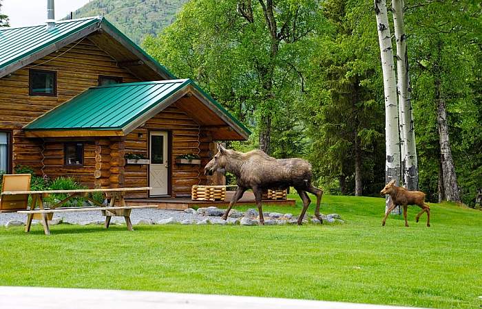 Cooper landing adventure lodges alaska heavenly lodge