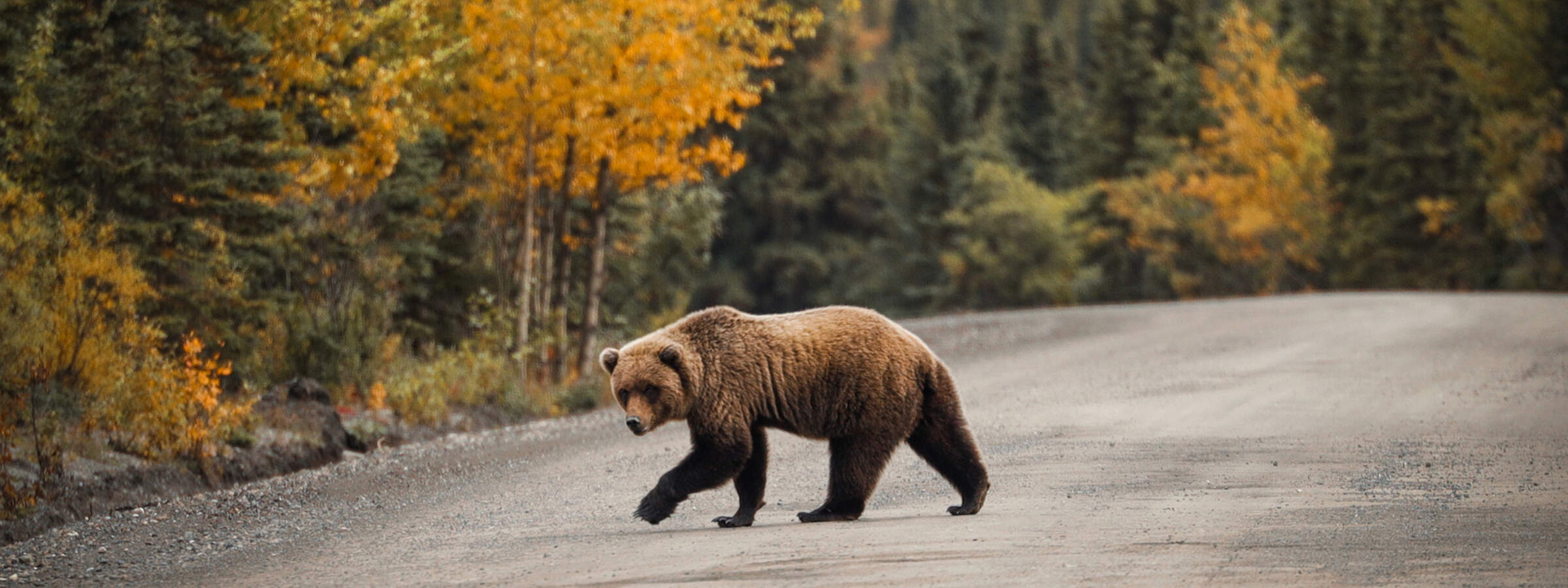 Grizzly bear crosses the Denali Park Road in the fall. Fall colors can be seen on the trees.