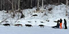 Alaska Wild Guides: Denali View Snowmobiling & Dog Sledding