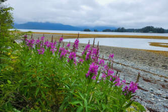 Elizabeth owens sitka fireweed 632a49c2223a2 inbound4205334857163349086 alaska alaska in july 1