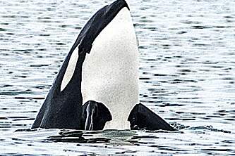 Glacier Wind Charters spyhopping orca