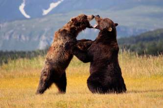 Homer bear viewing lodges