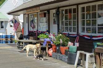 How to meet locals in pelican Pelican P1030046 Copyright 2015 Cynthia Meyer All rights reserved