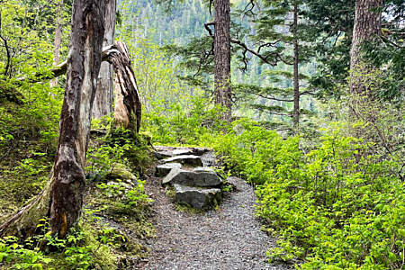 Tongass Treks