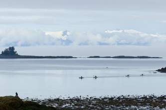 Kake Kake P1050492 o1w667