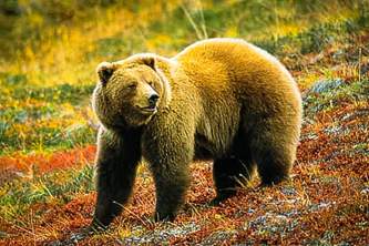 Kantishna Wilderness Trails image4d6ef4132d0778969099772019