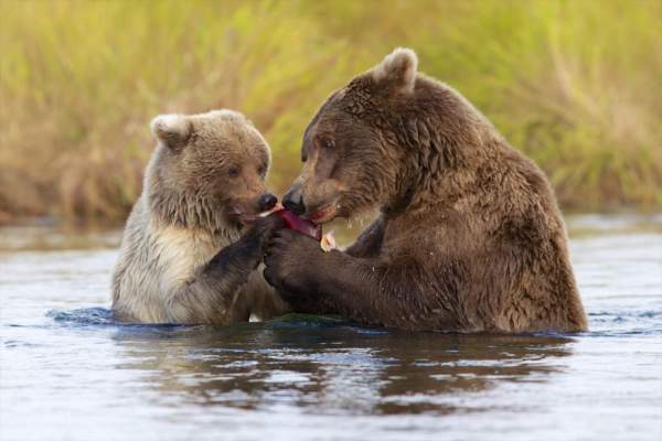 katmai-national-park-reserve