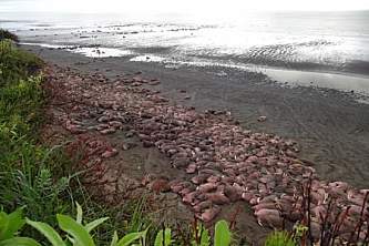 King salmon flightseeing tours DSC00891