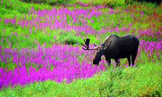 Land Mammals 01 mnp0mn