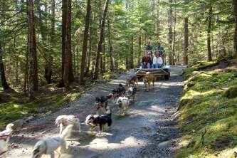 Moira Finn SGY Mushers 38