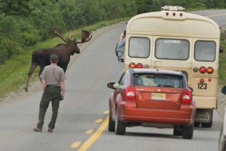 Narrated Tour Buses in Denali National Park