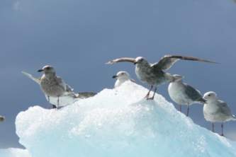 Petersburg ADFG Jamie Karnik Gulls On Ice PBG