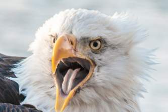 Rainbow glacier adventures photography wildlife tours 2 Rainbow Glacier Adventures Joe Ordonez