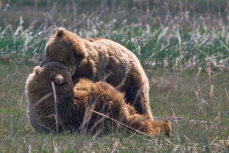 Regal Air Bear Viewing