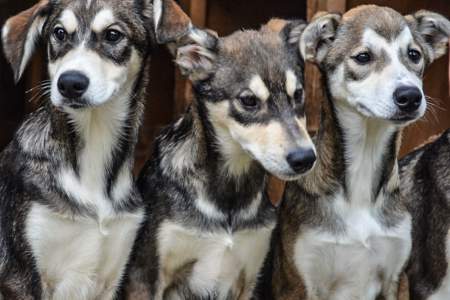 Salmon Berry Tours Dog Sledding