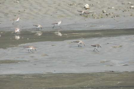 Kasilof River - North Shore Access