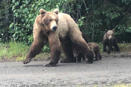 Trail Ridge Air Inc. Bear Viewing