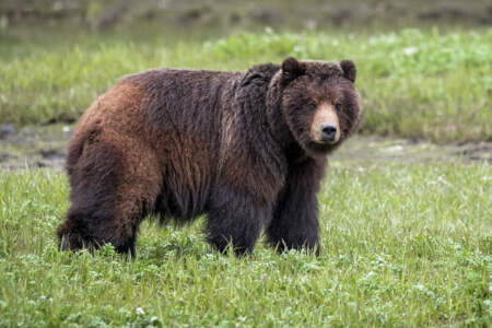 Wild Coast Excursions Bear Viewing